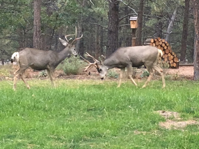 Bucks Posturing
