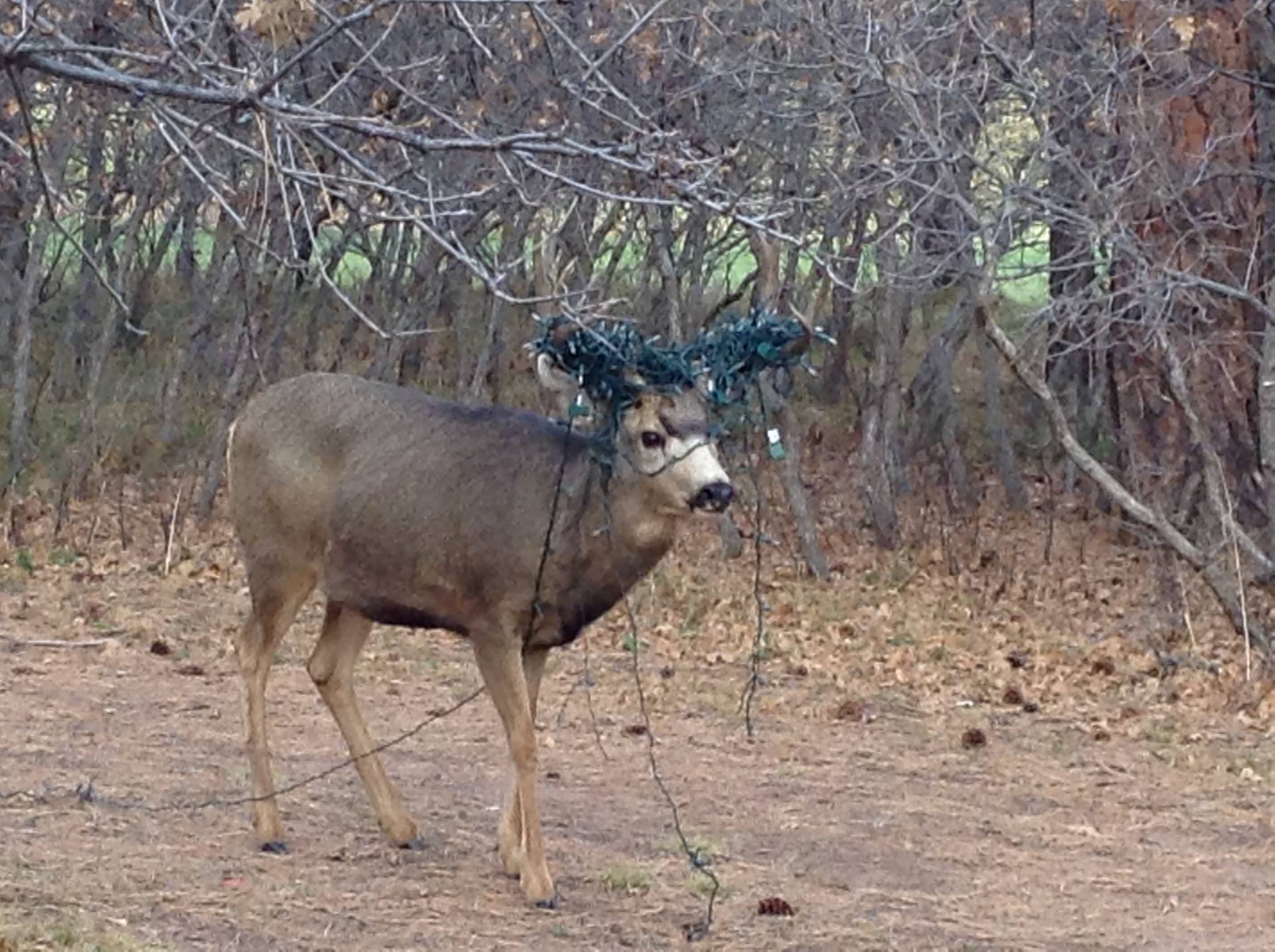 Christmas tree lights in antlers.