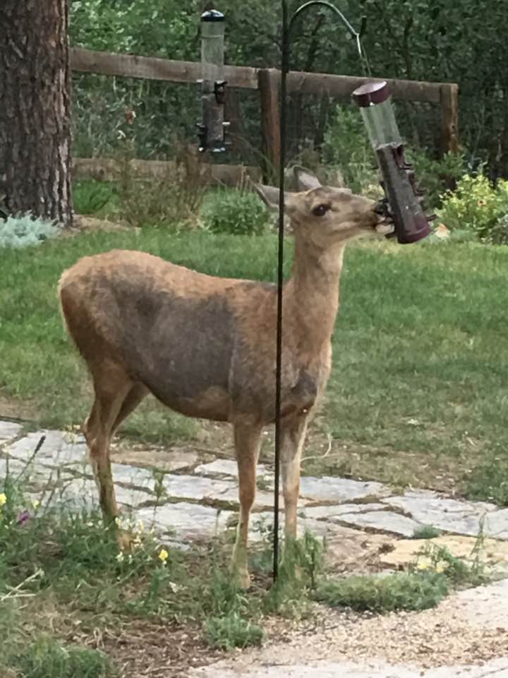 Doe Doe bird.