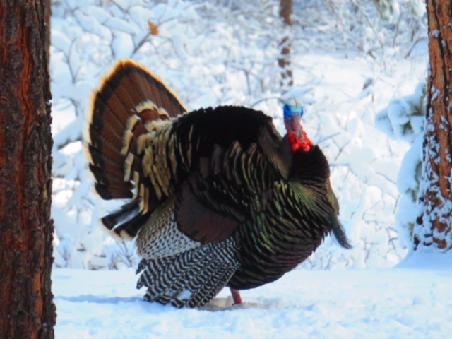 Turkey in Snow.