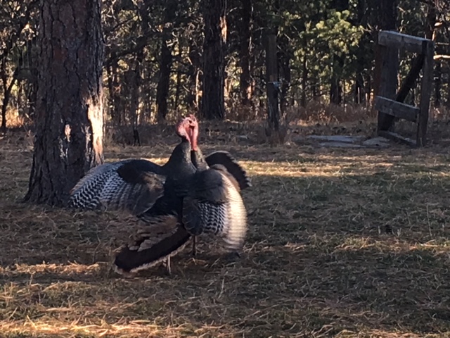 Turkeys Fighting.